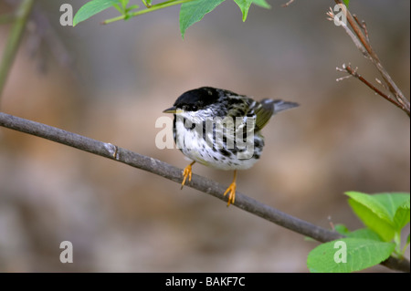 Blackpoll Warbler Dendroica striata on branch Stock Photo