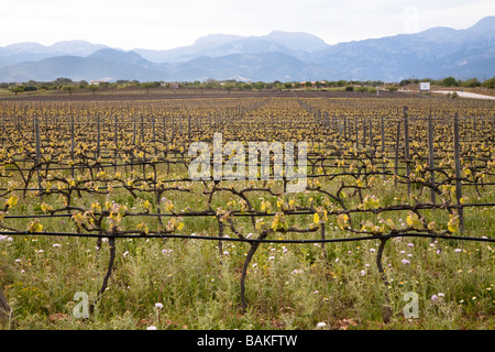 Vines pruned in spring starting to grow with irrigation pipes in place Sineu Mallorca Spain Stock Photo