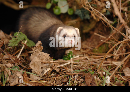 polecat ferret emerging from rabbit hole Stock Photo