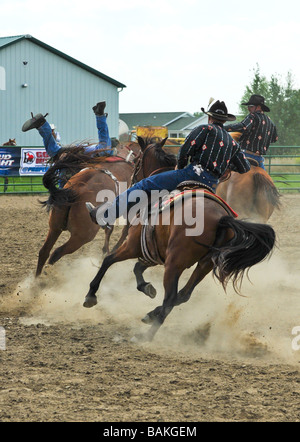 wranglers trying to control horse as man falls of at rodeo Stock Photo