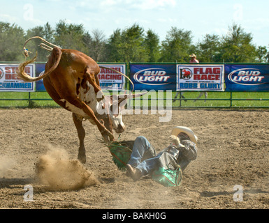 Man falling off bucking steer at rodeo Stock Photo