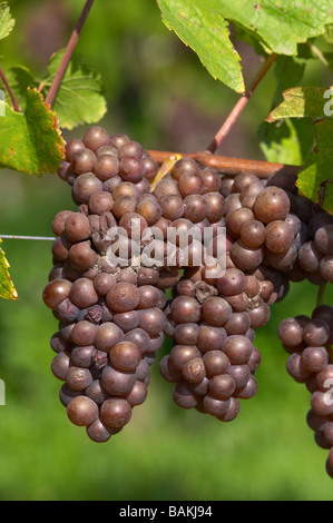 Grape bunch attacked by grey rot pinot gris dom g humbrecht pfaffenheim alsace france Stock Photo