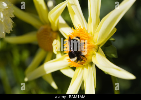 Bee on a dahlia flower