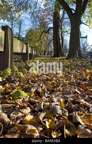 Osage orange Maclura pomifera (Raf.) Schneidegger fall season tree fruite autumn season vertical botanical horticulture botany Stock Photo