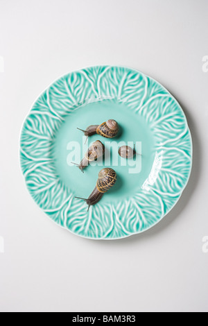 Four snails on a plate Stock Photo