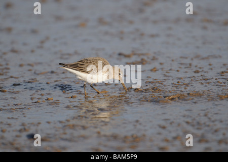Dunlin calidris alpina single bird feeding in mud in tidal creek North Norfolk UK February Stock Photo