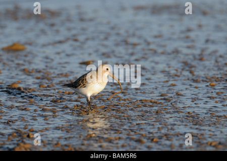 Dunlin calidris alpina single bird feeding in mud in tidal creek worm in bill North Norfolk UK February Stock Photo
