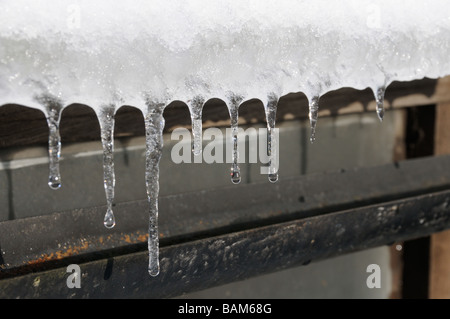 Icicles on the greenhouse guttering Norfolk UK November Stock Photo
