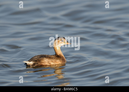 Little Grebe tachybaptus ruficollis in brackish tidal creek Norfolk UK February Stock Photo