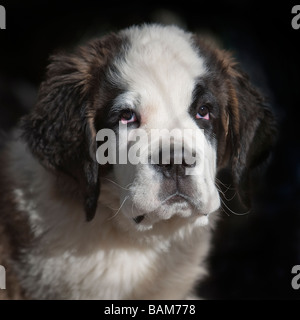 Puppy of a St. Bernard dog, close up Stock Photo