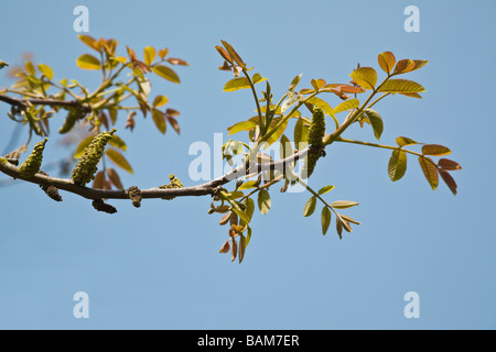 Walnut tree catkins Stock Photo