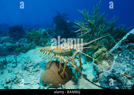 Caribbean Spiny Lobster Panulirus argus Caribbean Cuba Stock Photo