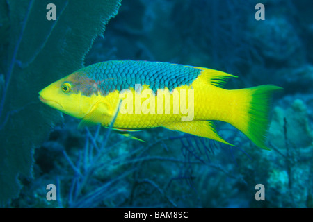 Spanish Hogfish Bodianus rufus Caribbean Cuba Stock Photo