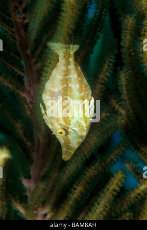 Slender Filefish Monacanthus tuckeri Caribbean Cuba Stock Photo