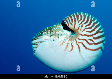 Chambered Nautilus Nautilus belauensis Pacific Micronesia Palau Stock Photo