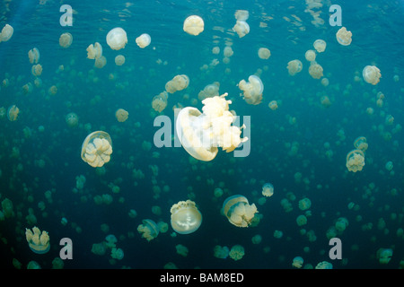Jellyfish Lake with endemic stingless Jellyfishes Mastigias papua etpisonii Pacific Micronesia Palau Stock Photo