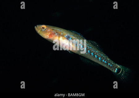 Two spotted Goby Gobiusculus flavescens Alesund North Atlantic Norway Stock Photo