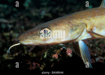 Juvenile Ling Lingfish Molva molva Alesund North Atlantic Norway Stock Photo