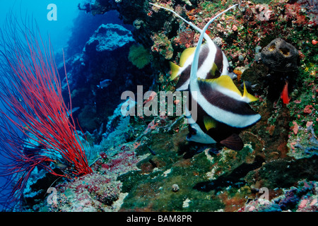 Pair of Longfin Bannerfish Heniochus acuminatus Pacific Micronesia Palau Stock Photo