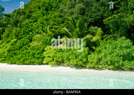 Tropical Beach Pacific Micronesia Palau Stock Photo
