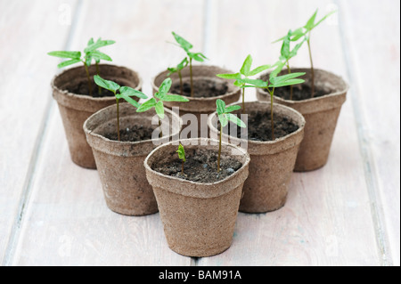 Ipomoea tricolor Heavenly Blue flower seedlings in Biodegradable flower pots Stock Photo