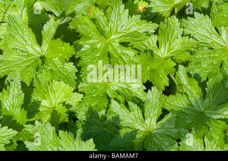 Leafs leaves Foliage of The Wood Cranes Bill cranesbill Geranium Sylvaticum Stock Photo