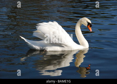 Swan single white mute cob aggressive pose reflections on blue lake Stock Photo