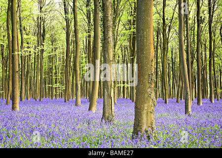 Angmering bluebell woods in April, West Sussex, UK Stock Photo
