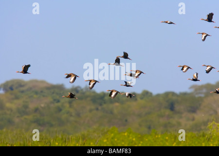 Flock of Black-bellied Whistling Ducks in flight. Stock Photo