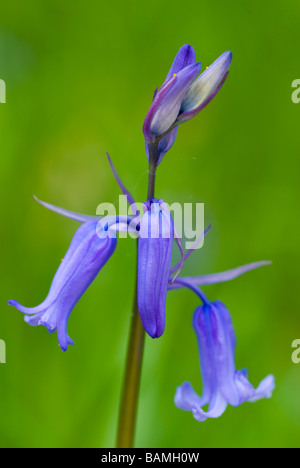 England Northumberland Haydon Bridge Bluebells growing in a Northumberland Wildlife Trust Reserve known as Tony s Patch Stock Photo