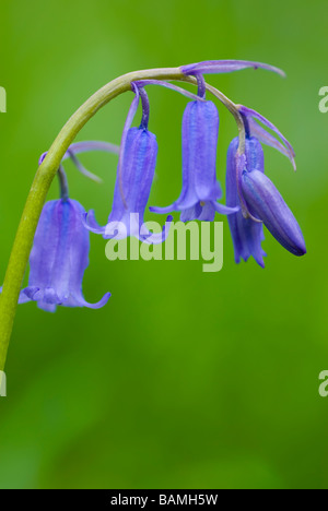 England Northumberland Haydon Bridge Bluebells growing in a Northumberland Wildlife Trust Reserve known as Tony s Patch Stock Photo