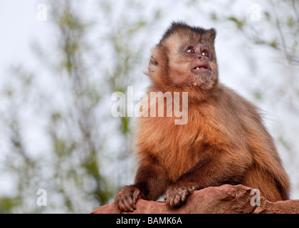 Brown Capuchin Monkey  Cebus apella Stock Photo