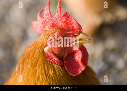 Close up of the head of a cockerel showing red comb and wattles Stock Photo