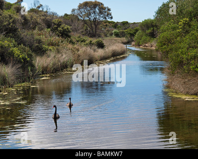 TWO BLACK SWANS SCAMANDER CONSERVATION AREA NEAR BEAUMARIS BEACH TASMANIA AUSTRALIA Stock Photo