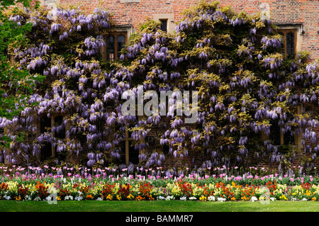 Wisteria at Magdalene College Cambridge England Uk Stock Photo