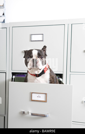 Boston Terrier sitting in file drawer Stock Photo