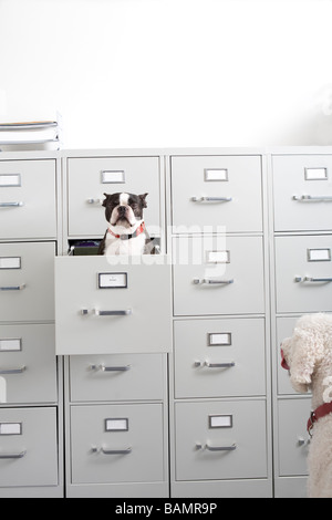 Poodle looking at Boston Terrier sitting in file drawer Stock Photo