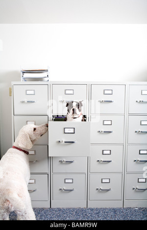 Poodle looking at Boston Terrier sitting in file drawer Stock Photo