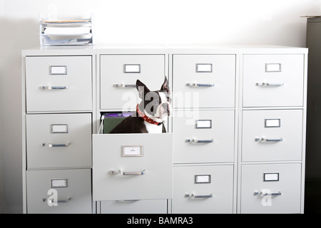 Boston Terrier sitting in drawer of file cabinet Stock Photo