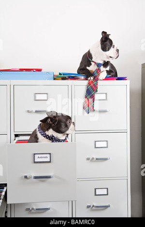 Two Boston Terriers sitting in and on top of file cabinet Stock Photo