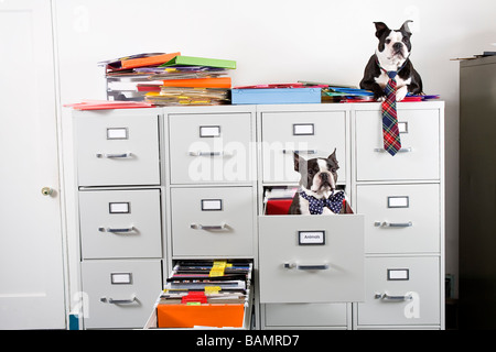 Two Boston Terriers sitting in and on top of file cabinet Stock Photo