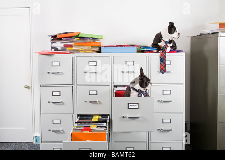 Two Boston Terriers sitting in and on top of file cabinet Stock Photo