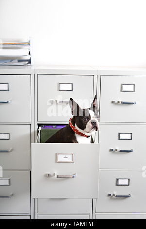 Boston Terrier sitting in drawer of file cabinet Stock Photo