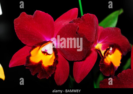 Orchid Flowers. Dark red cattleya Stock Photo