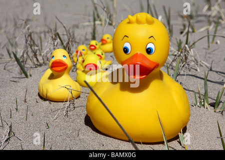 Family of yellow Rubber Ducks Stock Photo