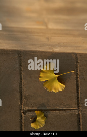 Two Yellow Leaves That Have Fallen To The Ground Stock Photo