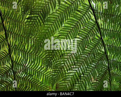 FERN LEAVES AT ST COLUMBA FALLS TASMANIA AUSTRALIA Stock Photo