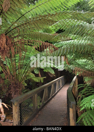 ACCESS WOODEN FOOTBRIDGE TO ST COLUMBA FALLS TASMANIA AUSTRALIA Stock Photo