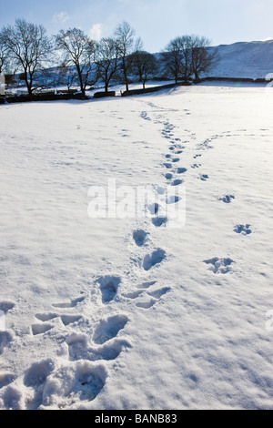 Footsteps cross a snow covered field in winter Stock Photo