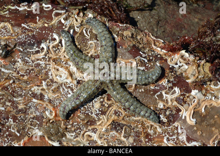 Spiny starfish Marthasterias glacialis UK Stock Photo